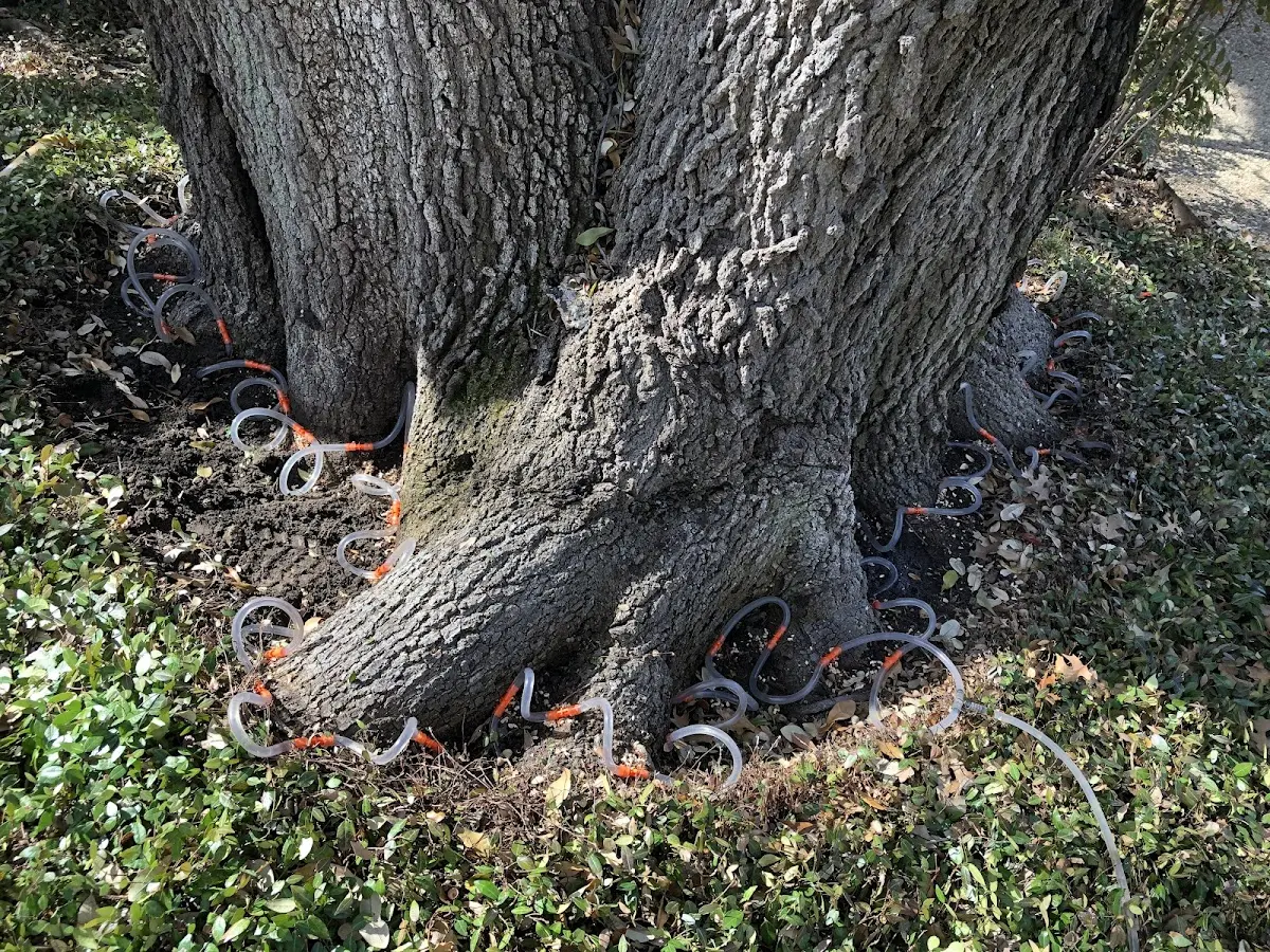 Detailed Tree Cabling and Bracing job site in Maynard