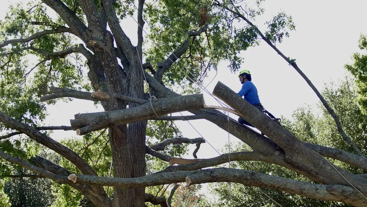 Professional Crown Thinning performed by certified arborists in Maynard