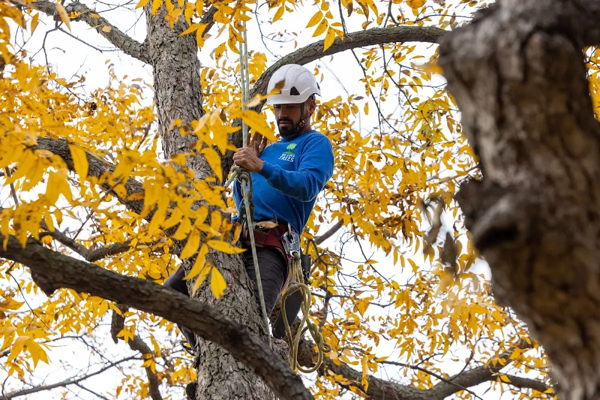 Skilled Emergency Tree Service crew working in Maynard